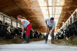 © pressmaster - Young farmers with spades giving hay to cows in stables while working in kettlefarm