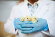 © pressmaster - Gloved hands of agroengineer holding three cute chicks from new breed
