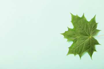 Wall Mural - green leaves on paper background