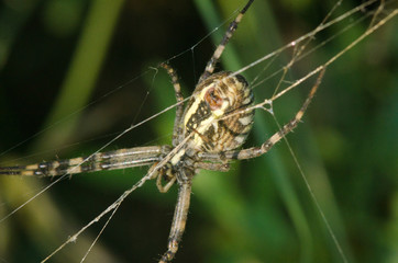 spiders weave a web