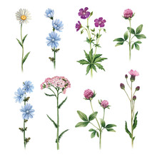 Watercolor Illustrations Of Wild Flowers
