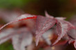 Red maple leaves detail