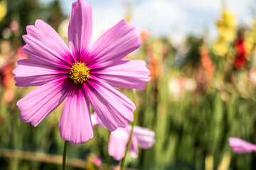 Wall Mural - Cosmos flowers blooming in the garden.Pink and red cosmos flowers garden, soft focus and look in blue color tone.Cosmos flowers blooming in Field.