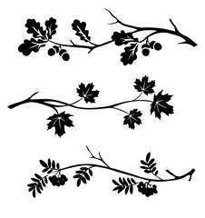 autumn twigs of oak, rowan and maple silhouette. vector illustration