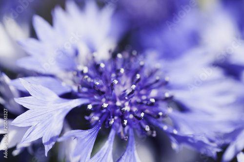  Obraz duże kwiaty   niebieskie-duze-kwiaty