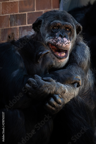 Zdjęcie XXL Szympans