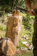 rąbanie siekierą drwa na opał w lesie