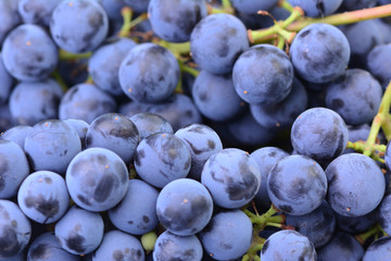 Sticker - Grapes, this year's harvest