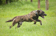 © Maurice - Attack dog training for antipoaching activities