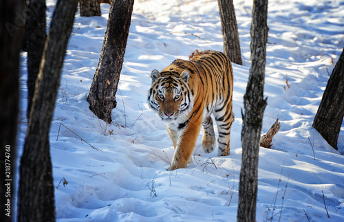 Plakat Amur tygrys w lesie