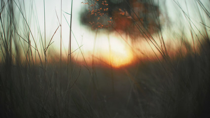 Sonnenuntergang über einem Feld mit Baum und unscharfem Hintergrund