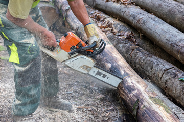 Lumberjack cutting trees with a chainsaw