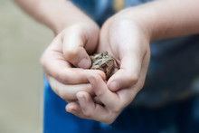 Closeup Of Toad In Young Boy's Hands With Shallow Depth Of Field