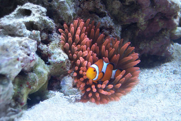 Orange ocellaris clownfish swimming in red rose bubble tip anemone on reef rock over white sand.