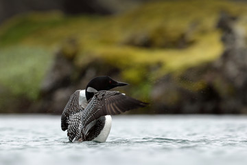 Wall Mural - Great Northern Diver