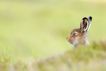 Wall Mural - mountain hare leveret