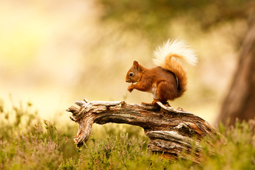 Wall Mural - Red Squirrel 