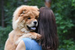Woman play with chow chow dog in park. Woman and dog in park