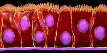 Pseudostratified Columnar Epithelium, 3D Illustration. Epithelium Found In Trachea And Upper Part Of Digestive Tract