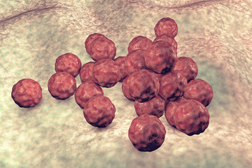 Poster - Chlamydia trachomatis bacteria, 3D illustration, the causative agent of chlamydiosis