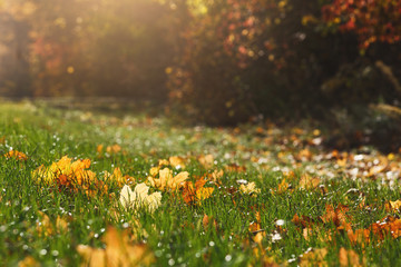 Poster - Orange and red fallen autumn leaves on green grass