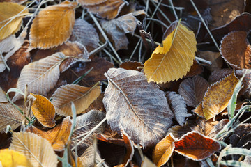 Poster - Frosty autumn leaves on green grass