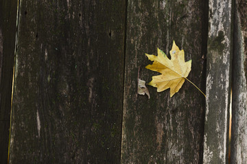 Wall Mural - Fallen autumn leaves covering old wooden planks