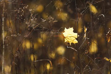 Poster - Fall backdrop. Branches of trees with autumn leaves