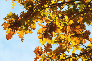 Poster - Yellow oak leaves on branches at fall blue sky