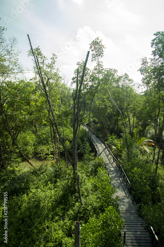  Fototapeta most w dżungli   widok-z-gory-na-most-w-dzungli