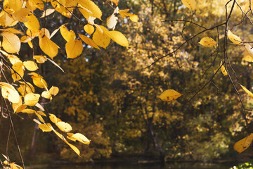 Poster - Branch with yellow leaves against sun light