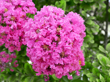 Lush Terry Pink Inflorescence Of Crape Myrtle (Lagerstroemia Indica, Crepe Myrtle, Crepeflower) Against A Background Of Green Leaves