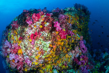 Wall Mural - A beautiful, colorful coral pinnacle completely wrapped by a huge, abandoned fishing net