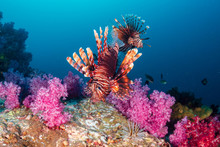 Colorful Lionfish Patrolling A Tropical Coral Reef At Dusk