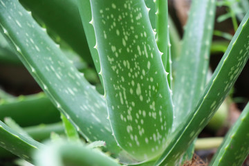 Aloevera leaf plant herbal green color in nature background