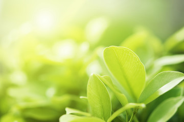 Wall Mural - closeup green leaf on blur background and sunshine