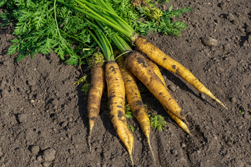 Fresh harvest of yellow large carrots. A bunch of carrots close-up on the ground