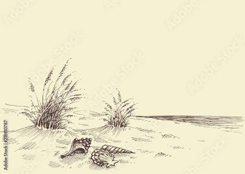 Obrazy morze  pusta-plaza-muszle-w-piasku