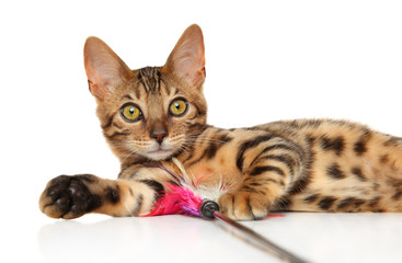 Canvas Print - Bengal kitten playing