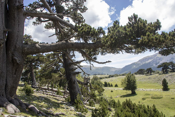 Sticker - Garden of gods