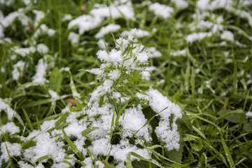 The first snow on the green grass