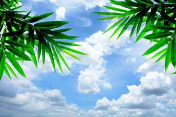 Wall Mural - blue sky with cloud in summer - background