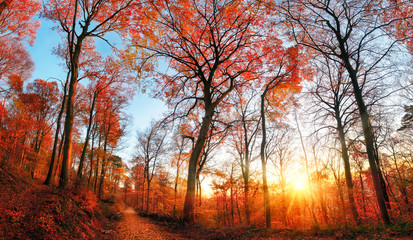 Wall Mural - Autumn scenery with red foliage and blue sky