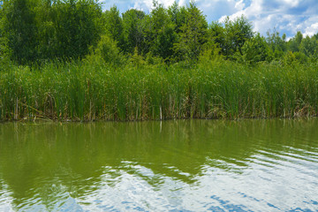 Wall Mural - A beautiful image of landscape from the center of the river, surrounded by trees and reeds on the shore and distant horizon against the blue sky in clouds. Reflection, water, tourist destination