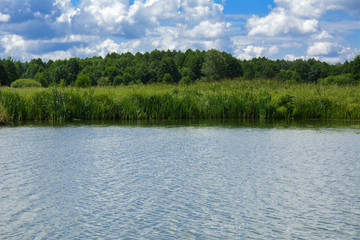 Wall Mural - A beautiful image of landscape from the center of the river, surrounded by trees and reeds on the shore and distant horizon against the blue sky in clouds. Reflection, water, tourist destination