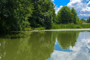 Wall Mural - A beautiful image of landscape from the center of the river, surrounded by trees and reeds on the shore and distant horizon against the blue sky in clouds. Reflection, water, tourist destination