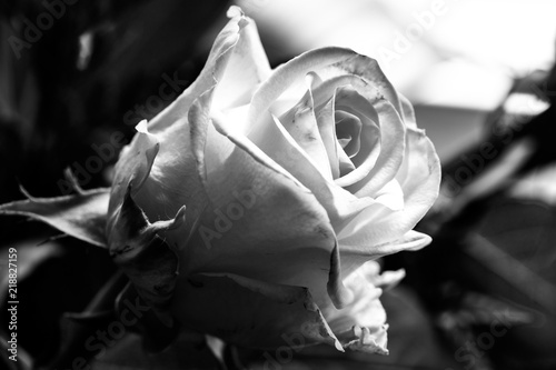  Obraz duże kwiaty   duza-czarno-biala-roza