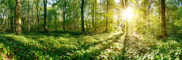 Poster - Beautiful forest panorama in summer with bright sun shining through the trees