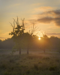 Wall Mural - Beautiful sunrise in with some trees in the foreground. Photo taken in a beautiful park in the Netherlands called the Kortenhoeff