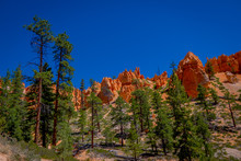 Beautiful Outdoor View Of Pinyon Pine Tree Forest Bryce Canyon National Park Utah